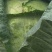 扁包菜