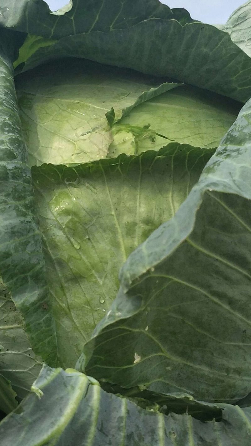 扁包菜
