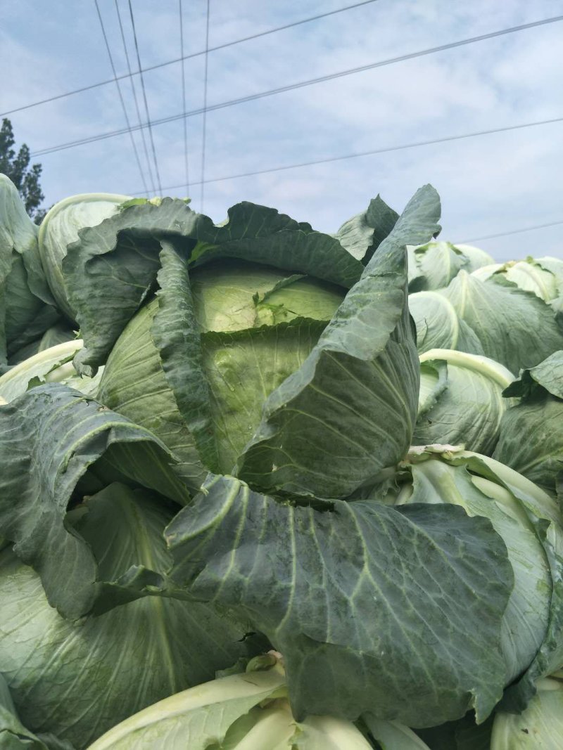 扁包菜