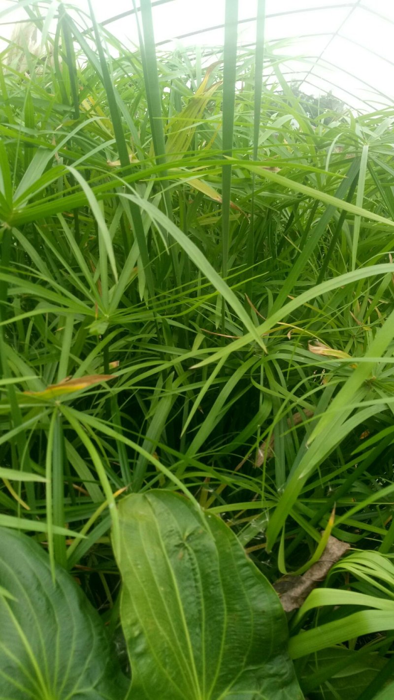 旱伞草水生植物基地直发净化水质盆栽花卉可视频看货