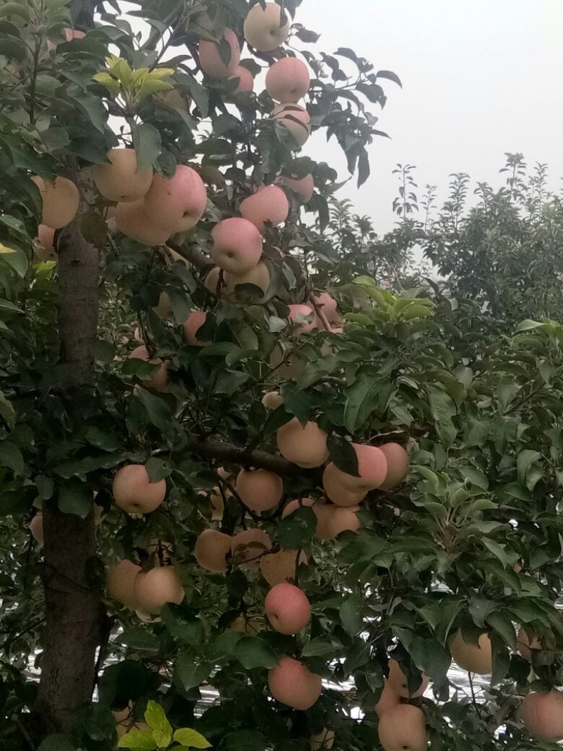 晚熟富士