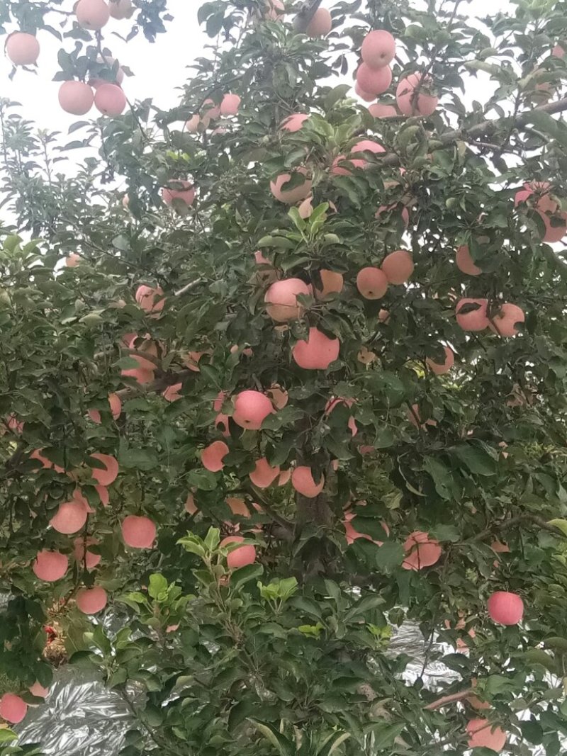 晚熟富士