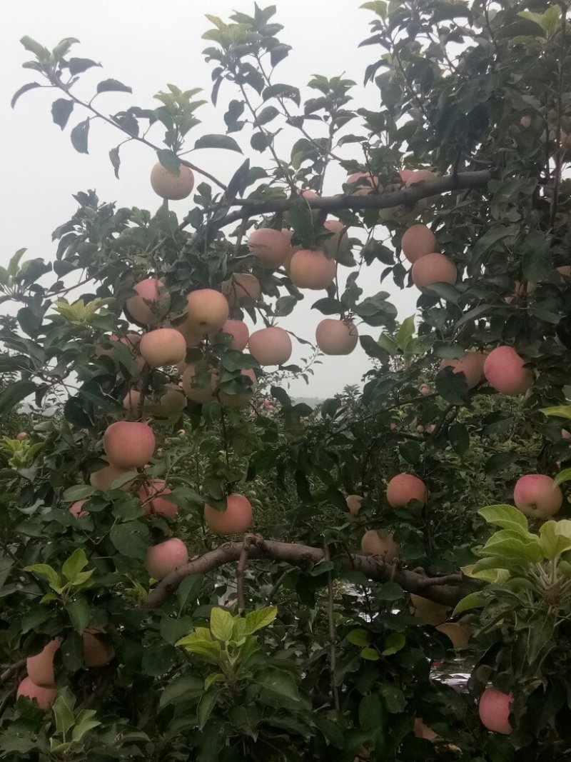 晚熟富士