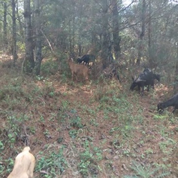 放养羊黑山羊，肉羊好萨能黑山羊，杂交羊，