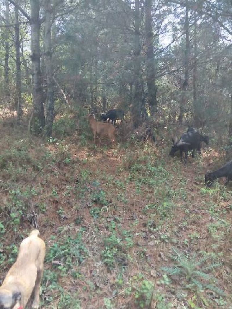 放养羊黑山羊，肉羊好萨能黑山羊，杂交羊，