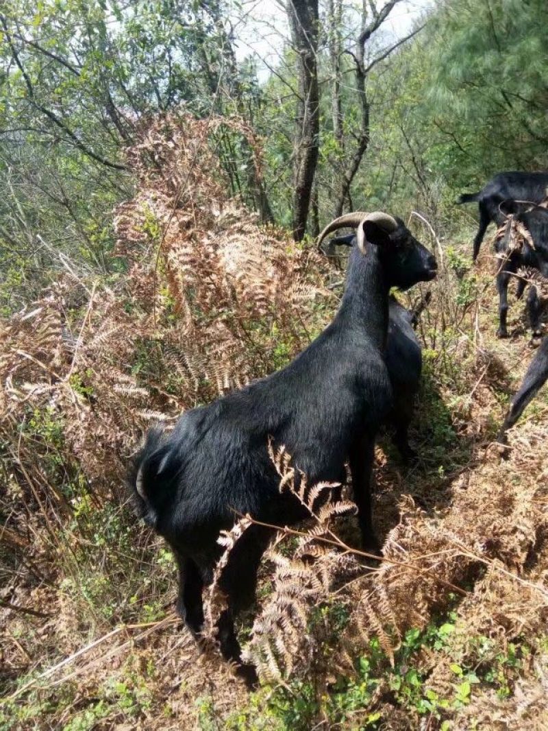 放养羊黑山羊，肉羊好萨能黑山羊，杂交羊，
