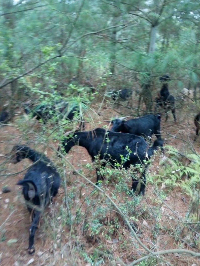 放养羊黑山羊，肉羊好萨能黑山羊，杂交羊，