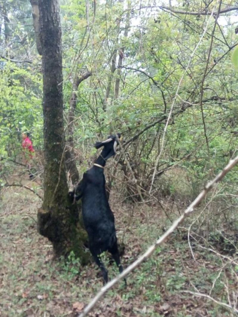 放养羊黑山羊，肉羊好萨能黑山羊，杂交羊，