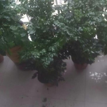 出售幸福树，品质好，欢迎咨询，