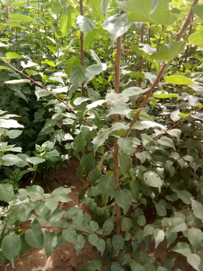 一年生山杏长势好，地径0.8以上高度一米五左右让