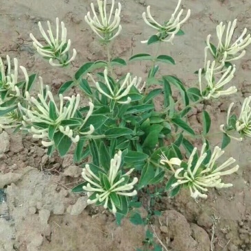 金银花苗