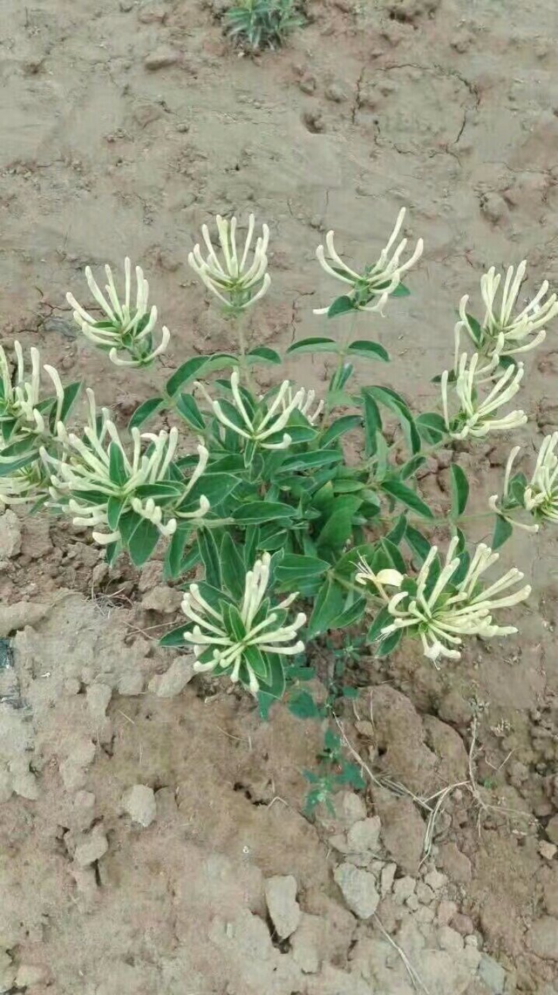 金银花苗