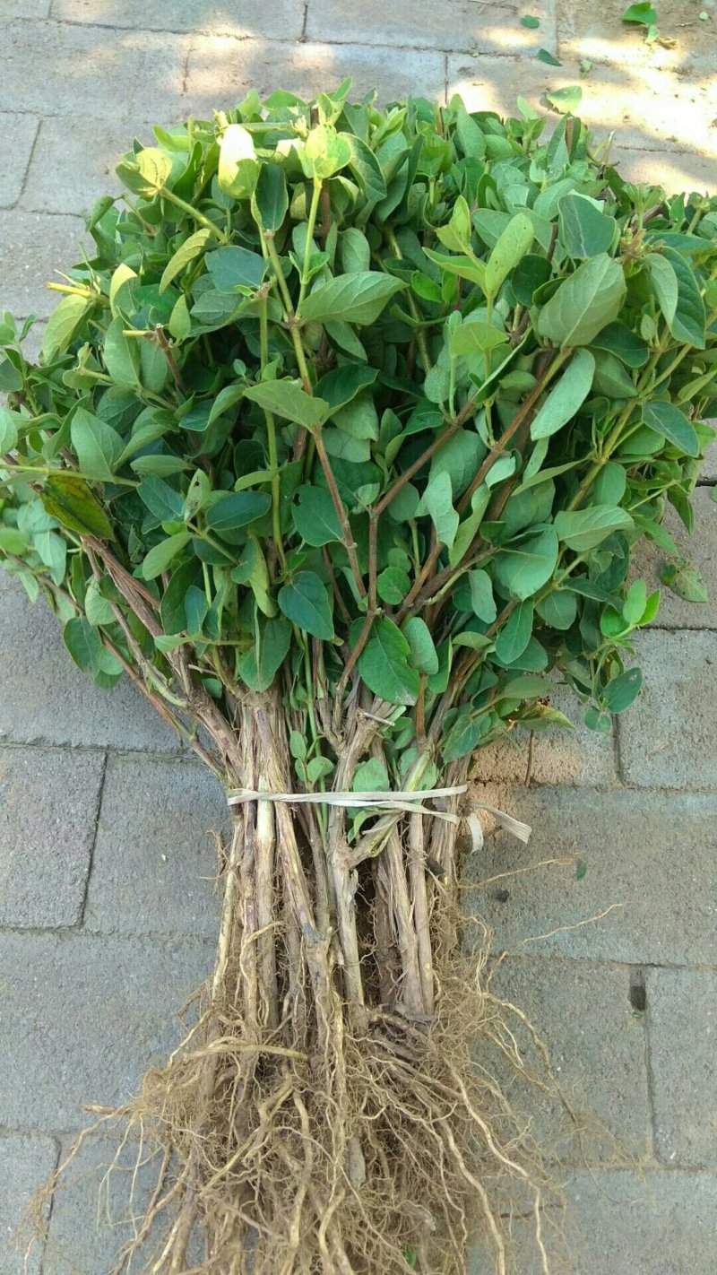 金银花苗