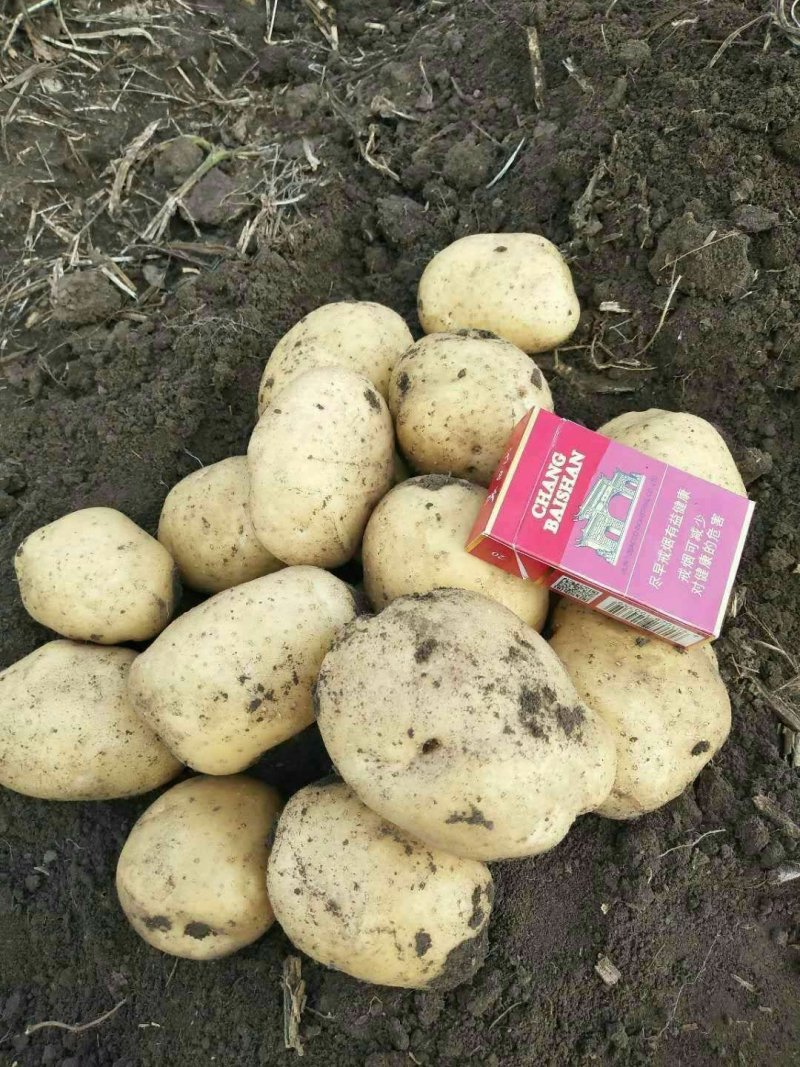 延暑四号土豆大量供应