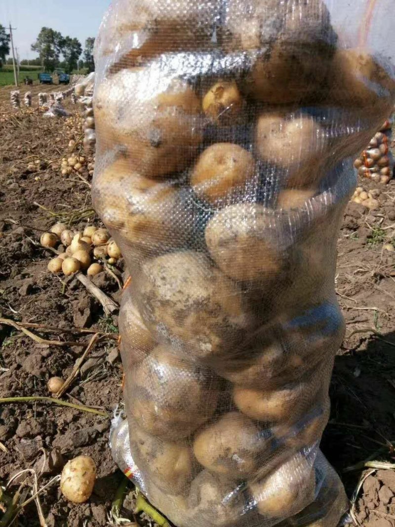 延暑四号土豆大量供应