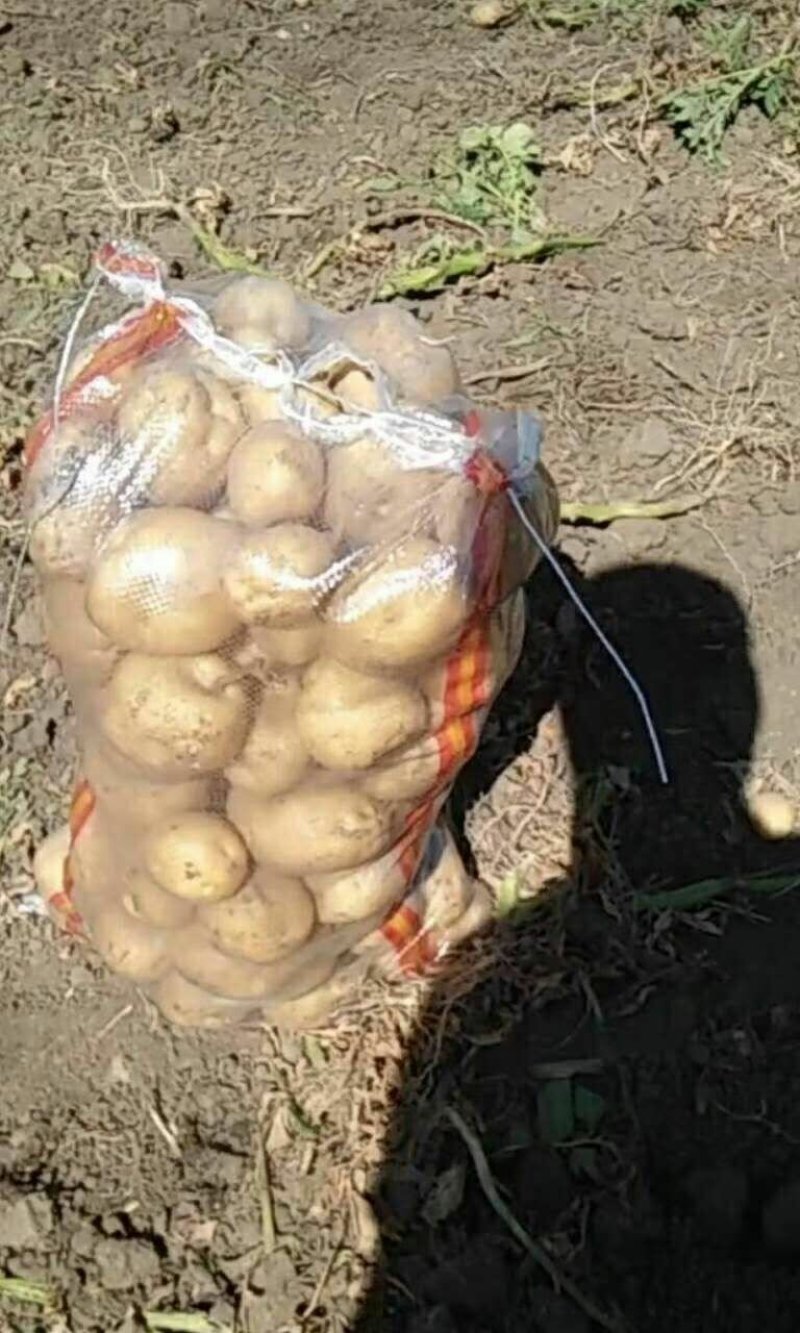 延暑四号土豆大量供应