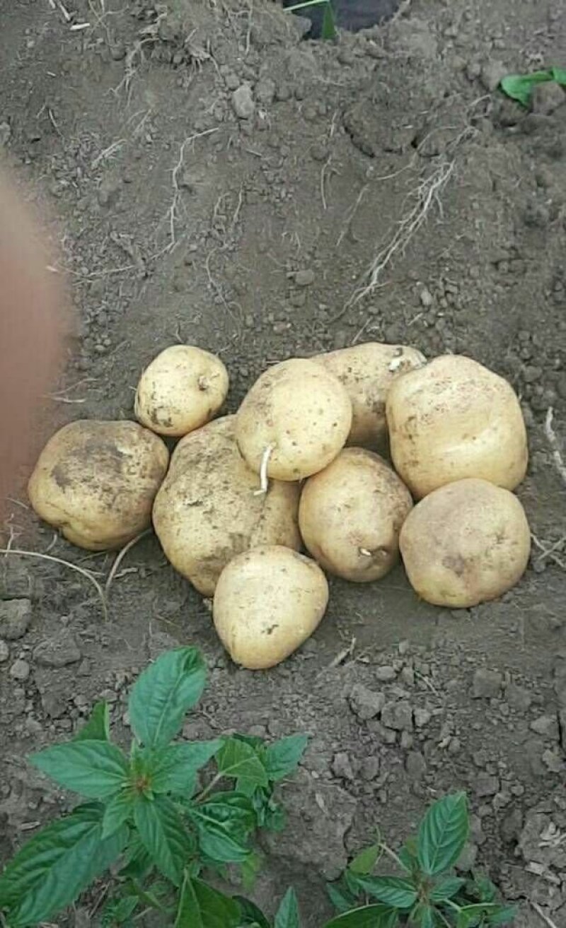 延暑四号土豆大量供应