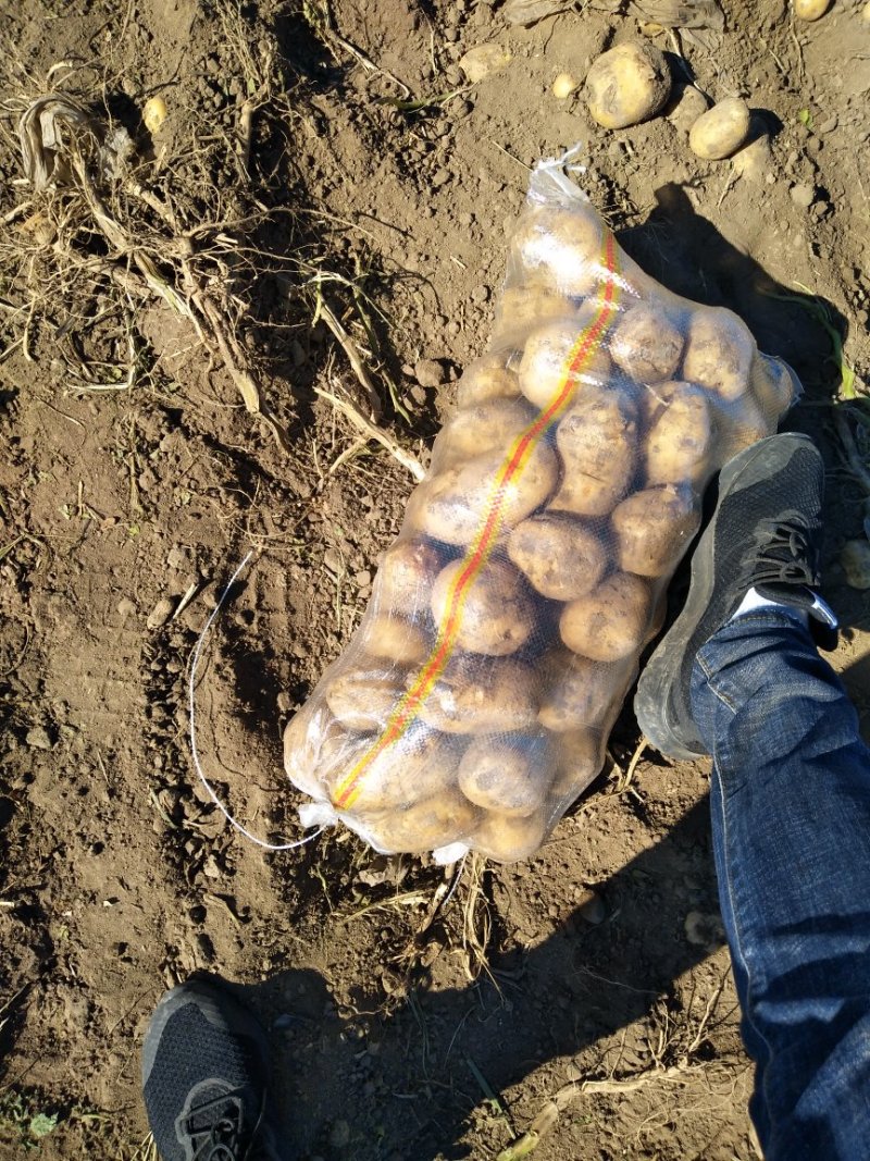 延暑四号土豆大量供应