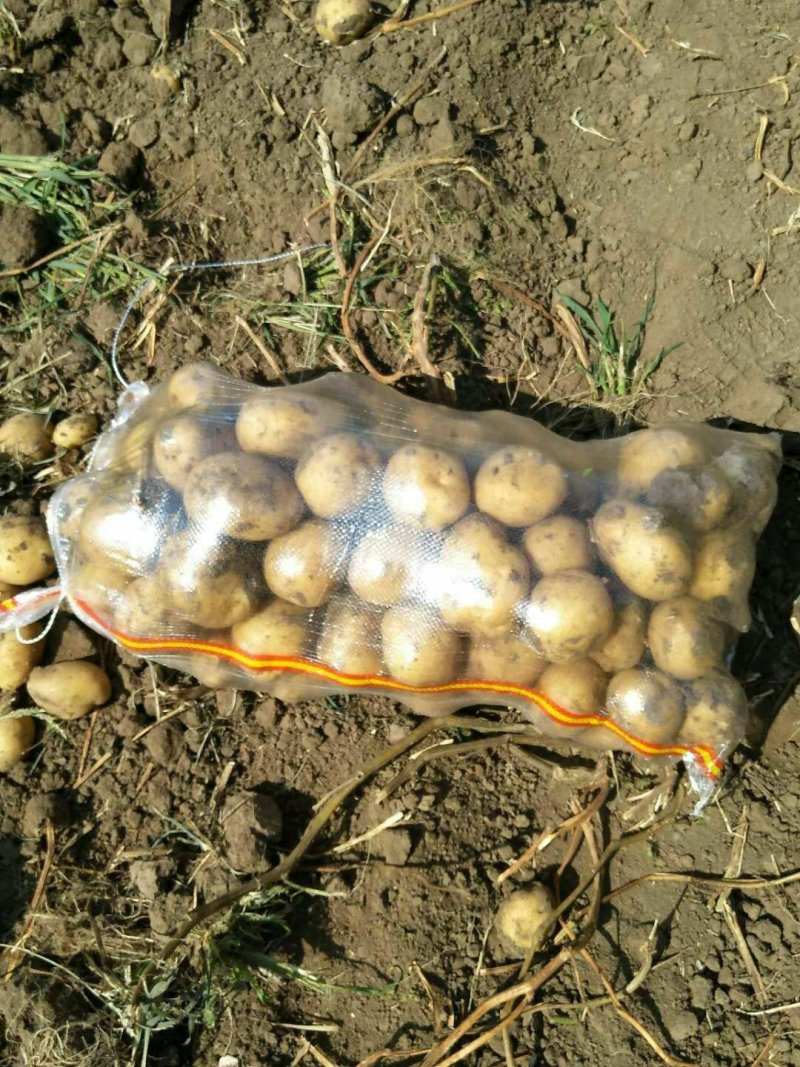 延暑四号土豆大量供应