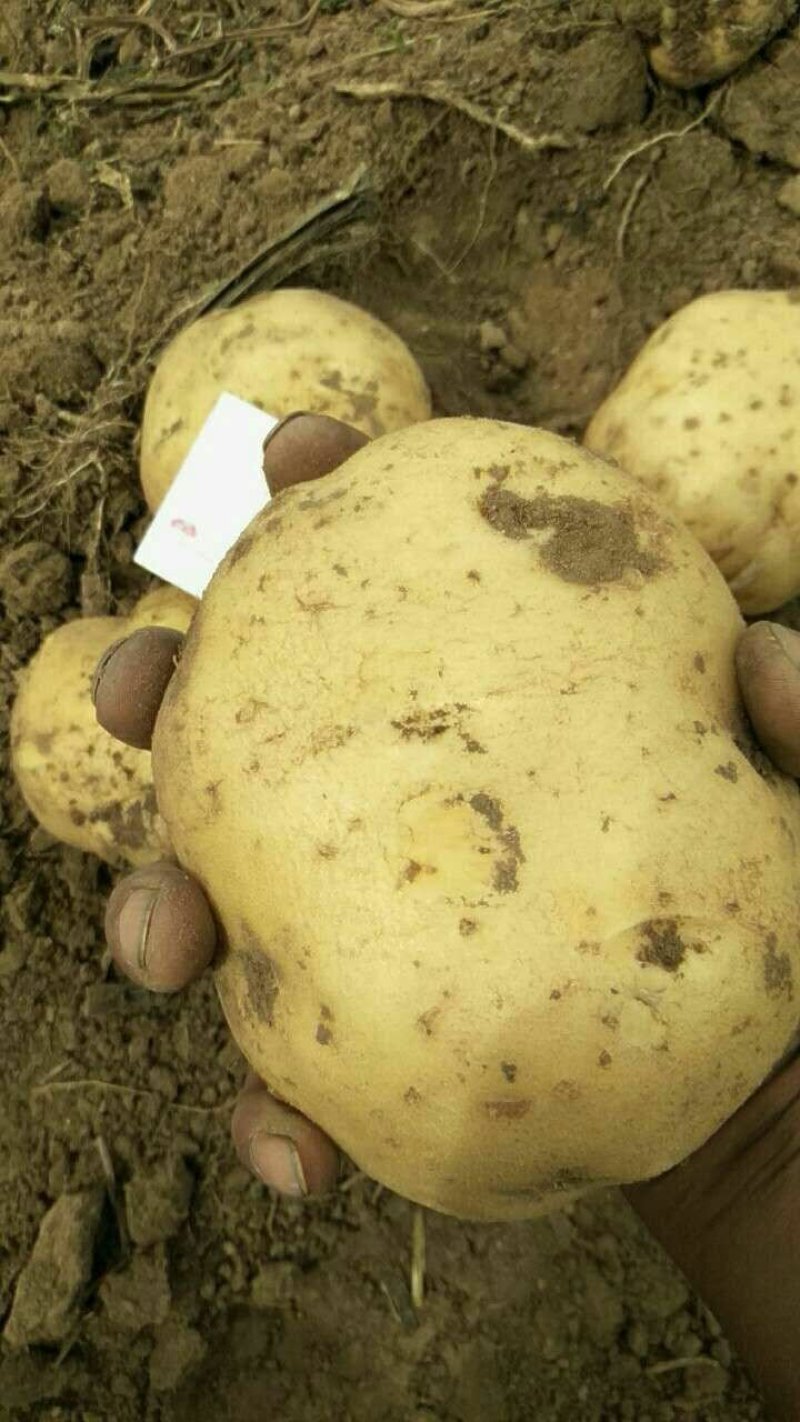 延暑四号土豆大量供应