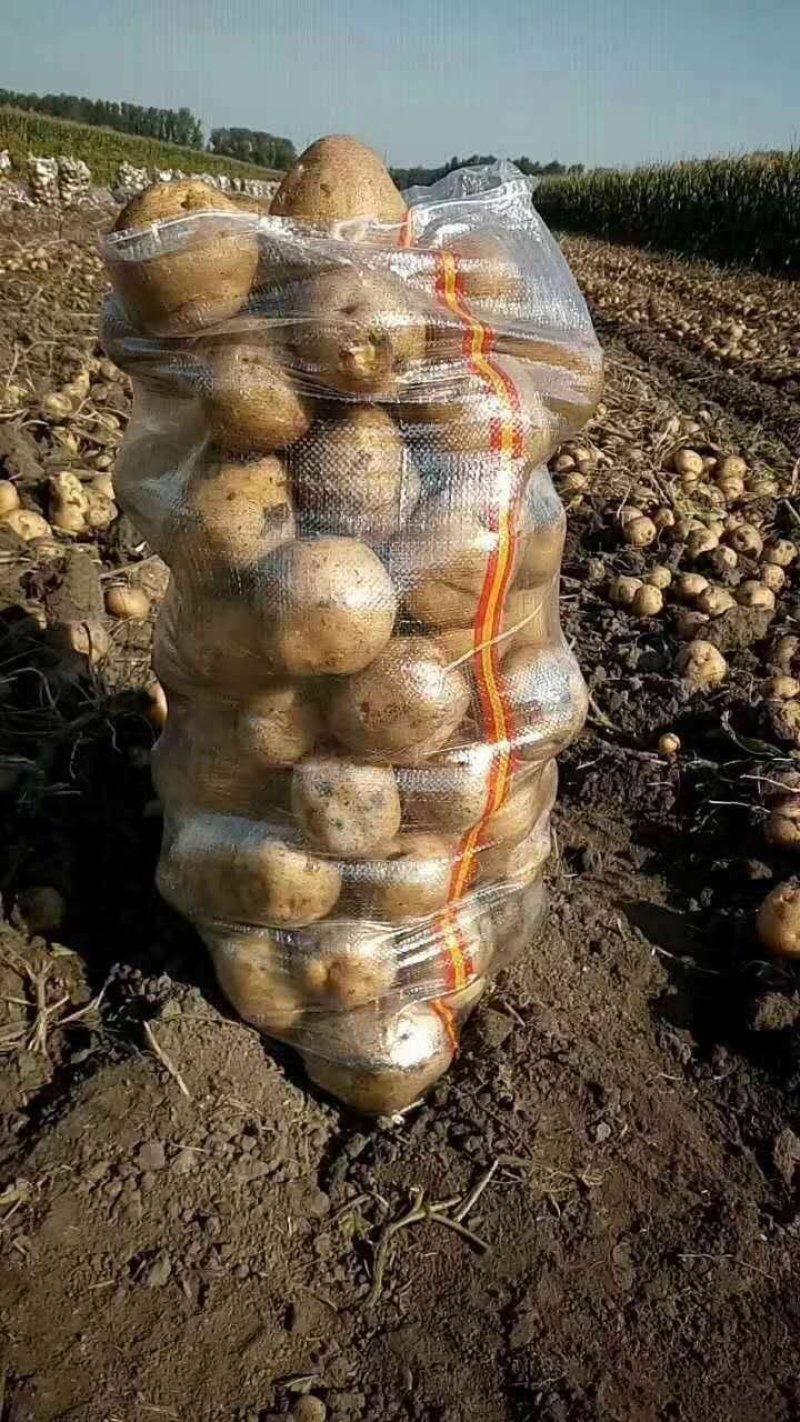 延暑四号土豆大量供应