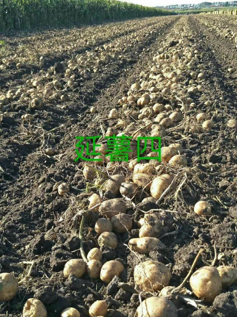 延暑四号土豆大量供应