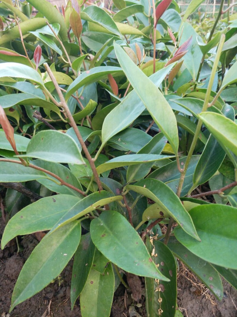 高产黑老虎苗