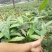 高产黑老虎苗