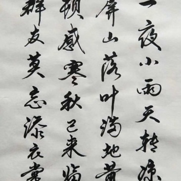 5-6号菜藕和藕种出售