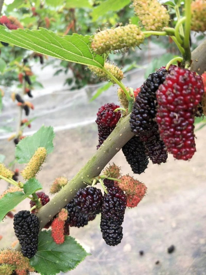 无籽大十果桑苗嫁接二年苗