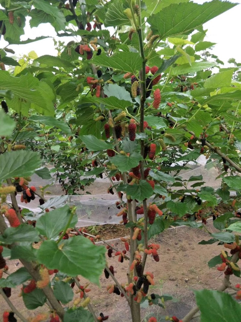 无籽大十果桑苗嫁接二年苗