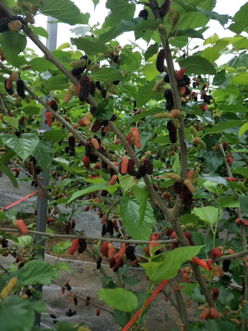 无籽大十果桑苗嫁接二年苗