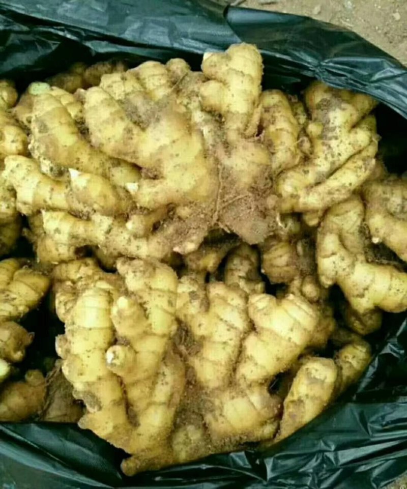 供应大宗黄姜规格齐全，诚信为本