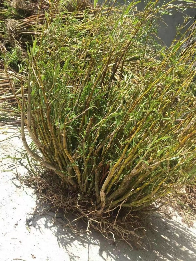 竹叶石斛