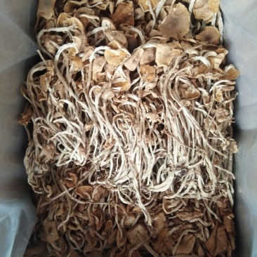 广昌茶树菇开伞干茶薪菇干货新鲜特级非野生19年新