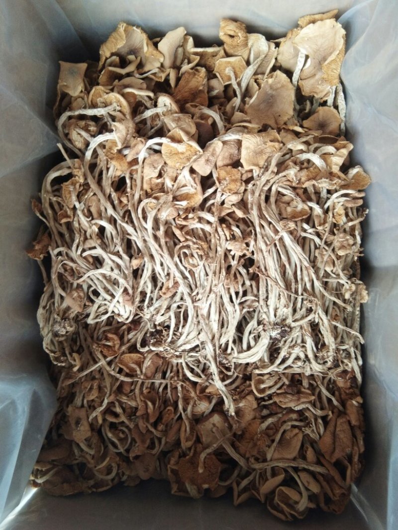 广昌茶树菇开伞干茶薪菇干货新鲜特级非野生19年新