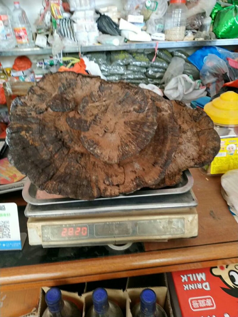野生灵芝