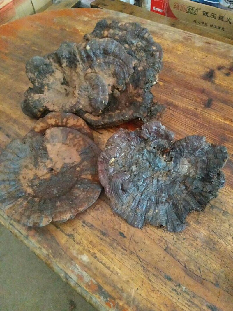 野生灵芝