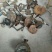 野生灵芝