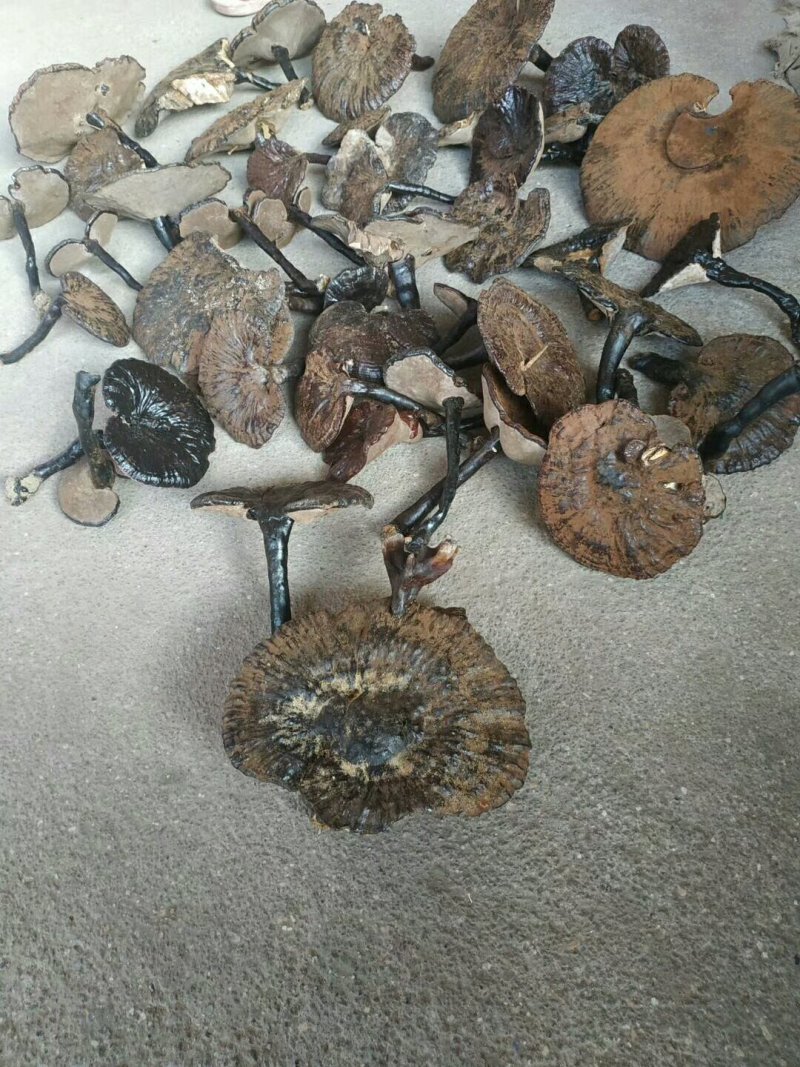 野生灵芝