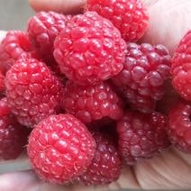 树莓苗双季大果型红树莓新品种连续丰产2年苗