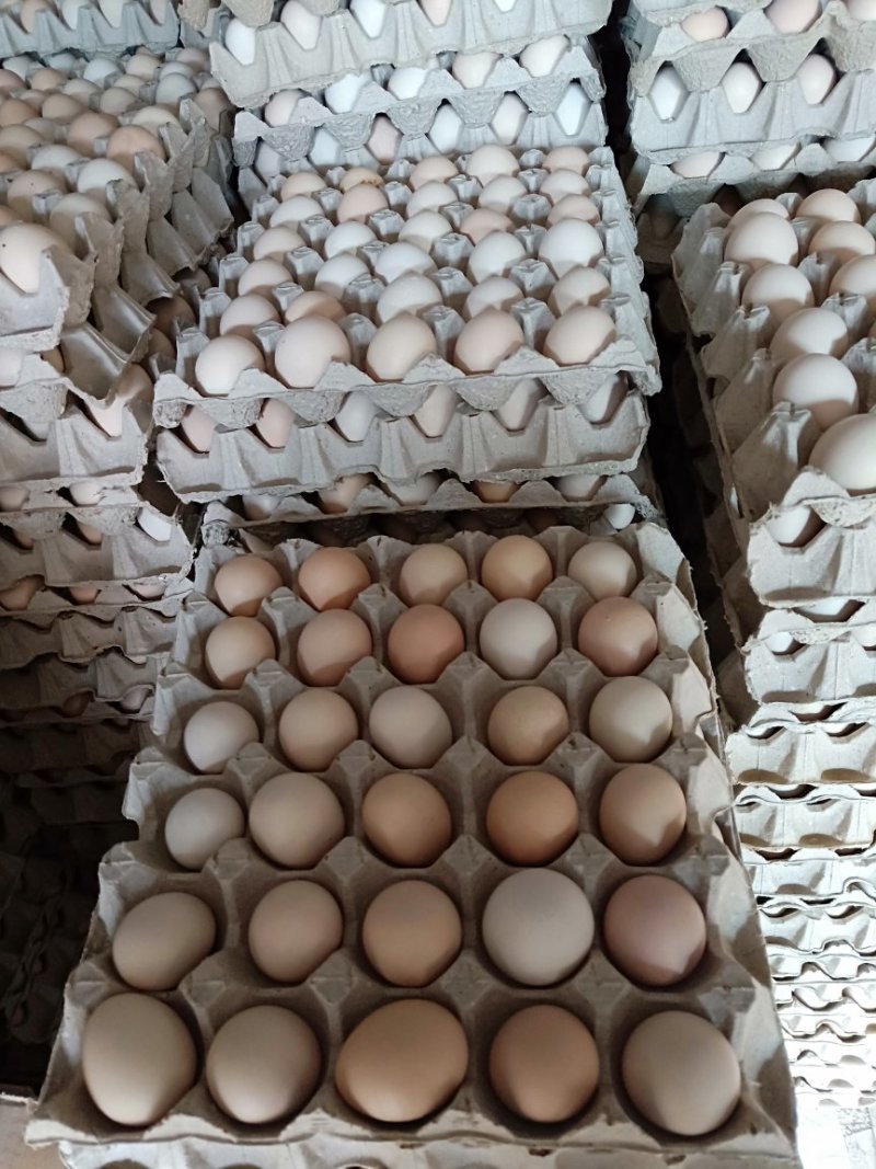 大量批发零售柴鸡蛋，纯粮食喂养，绿色健康食品，欢迎新老客