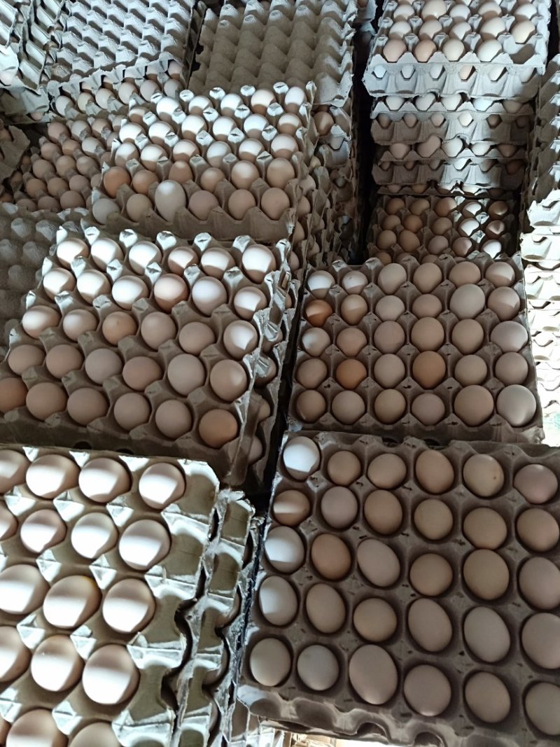大量批发零售柴鸡蛋，纯粮食喂养，绿色健康食品，欢迎新老客