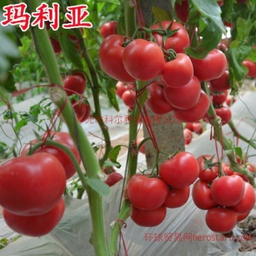 瑞星5号西红柿苗