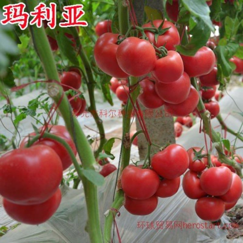 瑞星5号西红柿苗