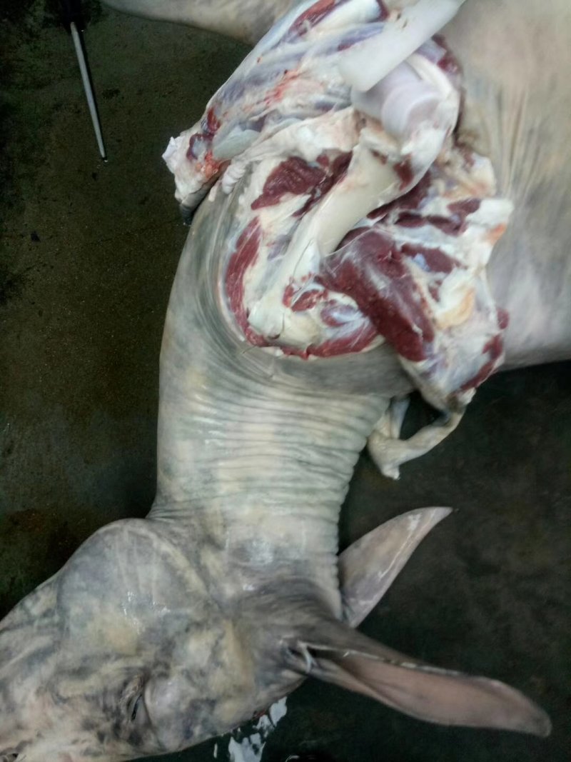 驴肉