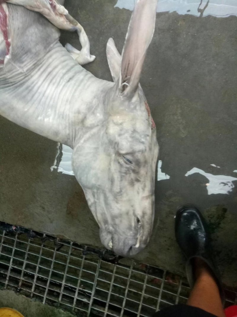 驴肉