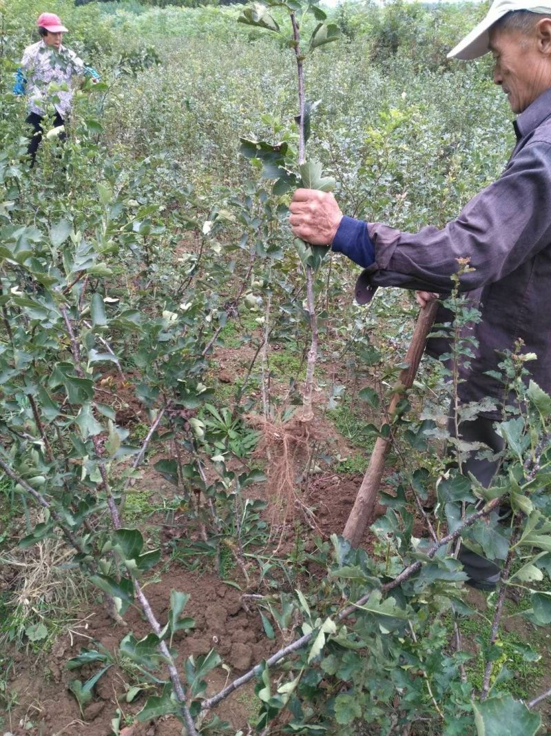 基地直销，现挖现卖甜红子山楂苗大金星，大绵球，山楂种苗