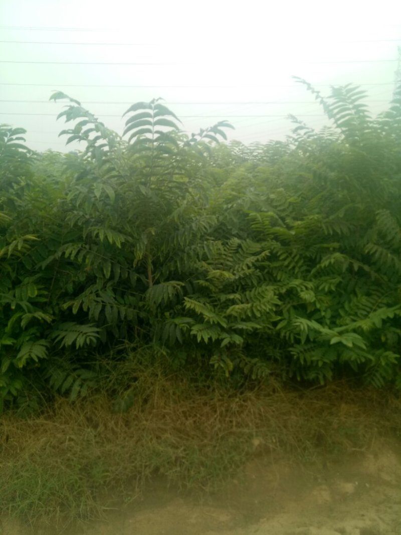 供应红油香椿苗，