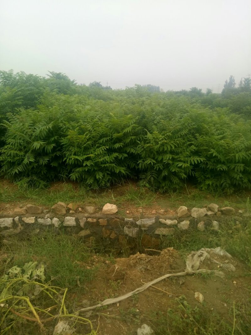 供应红油香椿苗，